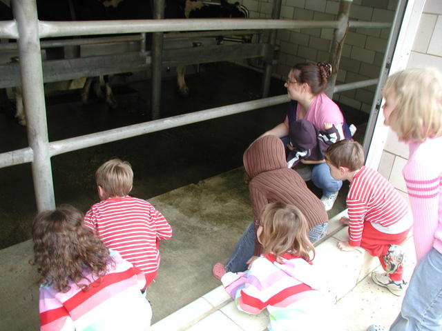 Kids waching cows
