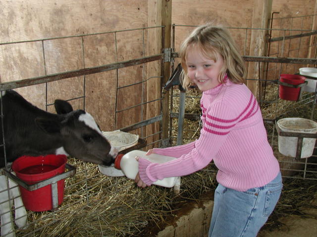 Claire feeding calf