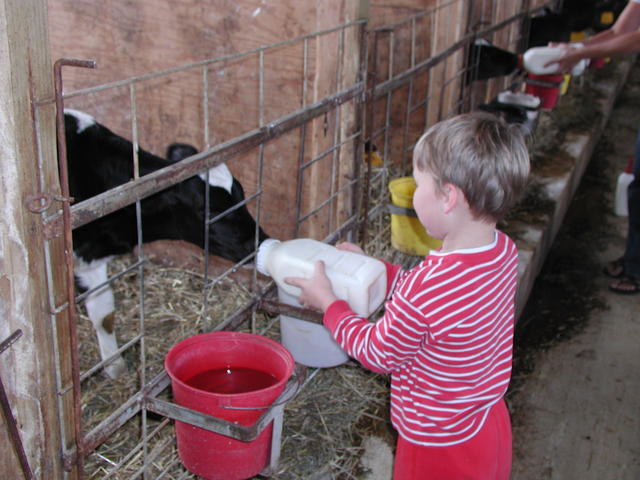Owen feeding calf