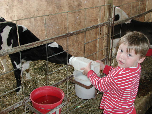 Owen feeding calf